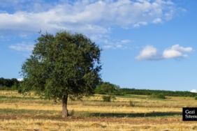ahlat-gezi-rehberi-img